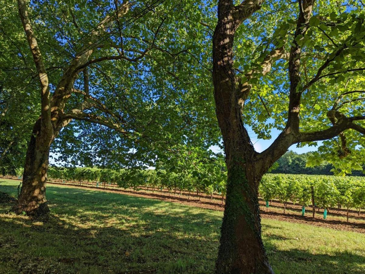 Gite Charmant Au Coeur D'Un Chateau Historique Avec Parc, Proche De Cognac, Ideal Famille Et Nature - Fr-1-653-167 Cherves-de-Cognac Exteriör bild